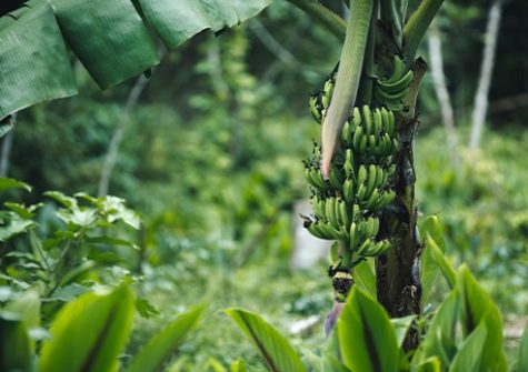 Five of the banana's eleven chromosomes entirely sequenced, from telomere to telomere, with no regions left undetermined