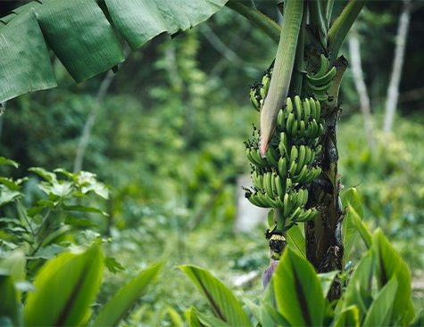 Five of the banana's eleven chromosomes entirely sequenced, from telomere to telomere, with no regions left undetermined