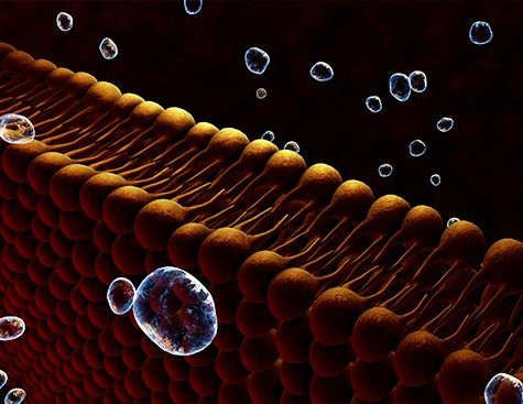 cellular membrane