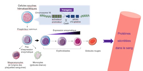 Hematopoietic stem cell genome edition strategy for the production of therapeutic proteins.