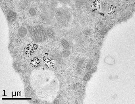 view of cell in electronic microscopy