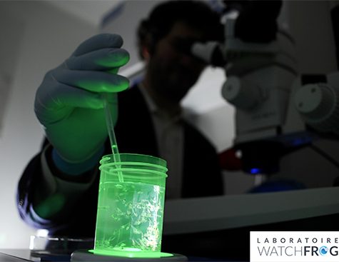 In the Watchfrog lab - Tétard Bioluminescence