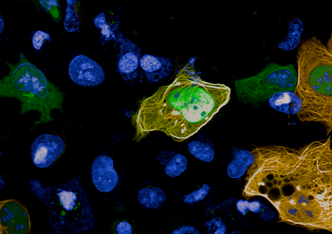 Visualization and quantification by MTBench technology of protein-protein interactions observed at Opera Phenix + in a cell line.