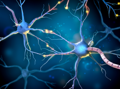 Neurons representation - Cells affected by CMT