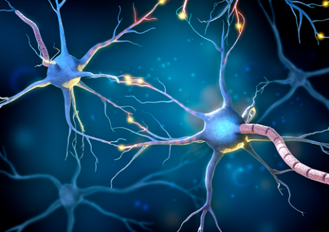 Neurons representation - Cells affected by CMT