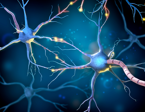 Neurons representation - Cells affected by CMT