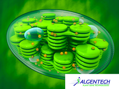 Chloroplast - HIGH-YIELD MOLECULAR FARMING OF INDUSTRIAL INGREDIENT - Algentech