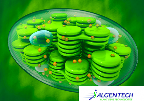 Chloroplast - HIGH-YIELD MOLECULAR FARMING OF INDUSTRIAL INGREDIENT - Algentech