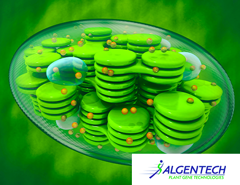 Chloroplast - HIGH-YIELD MOLECULAR FARMING OF INDUSTRIAL INGREDIENT - Algentech