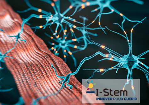 I-Stem, IPSEN & LMN recreate the human muscle-nerve system