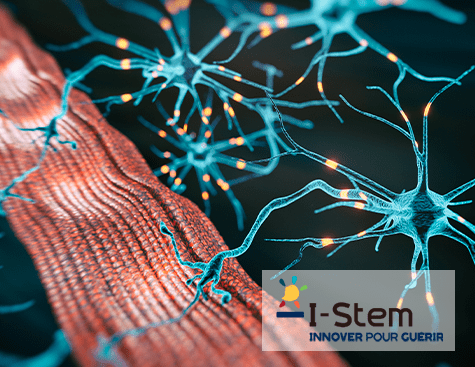 I-Stem, IPSEN & LMN recreate the human muscle-nerve system