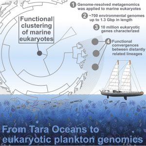From Tara Oceans to Euckaryotic plankton genomics