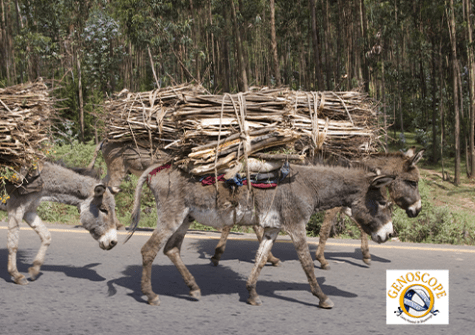 The story of the domestic donkey