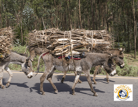 The story of the domestic donkey